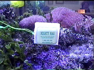 aquarium maintenance MM-2