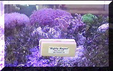 aquarium maintenance tools